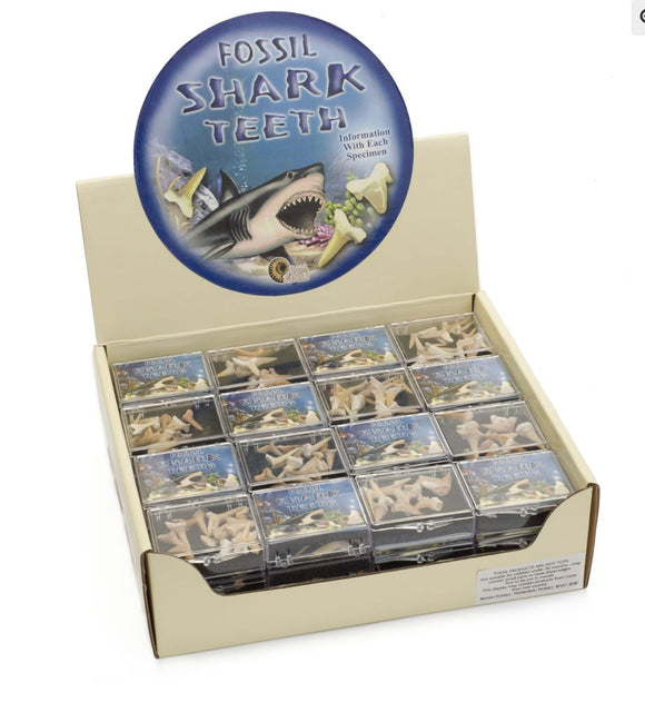 BOXED FOSSIL SHARKS TEETH Sajaroo Gifts