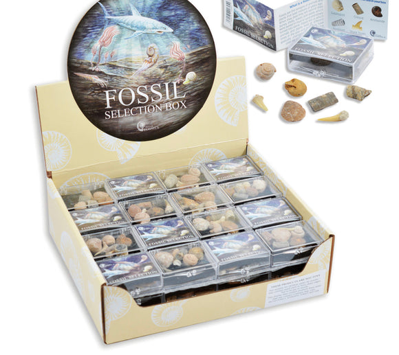 FOSSIL SELECTION BOX PACK Sajaroo Gifts